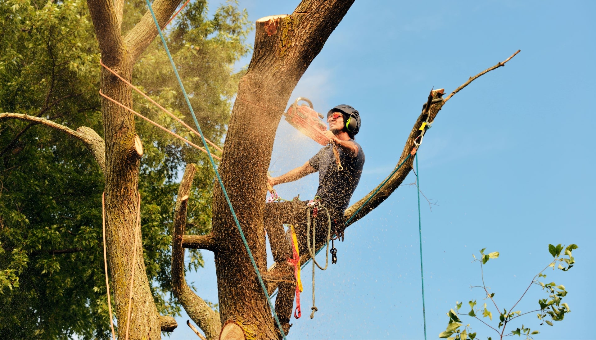 Lubbock tree removal experts solve tree issues.