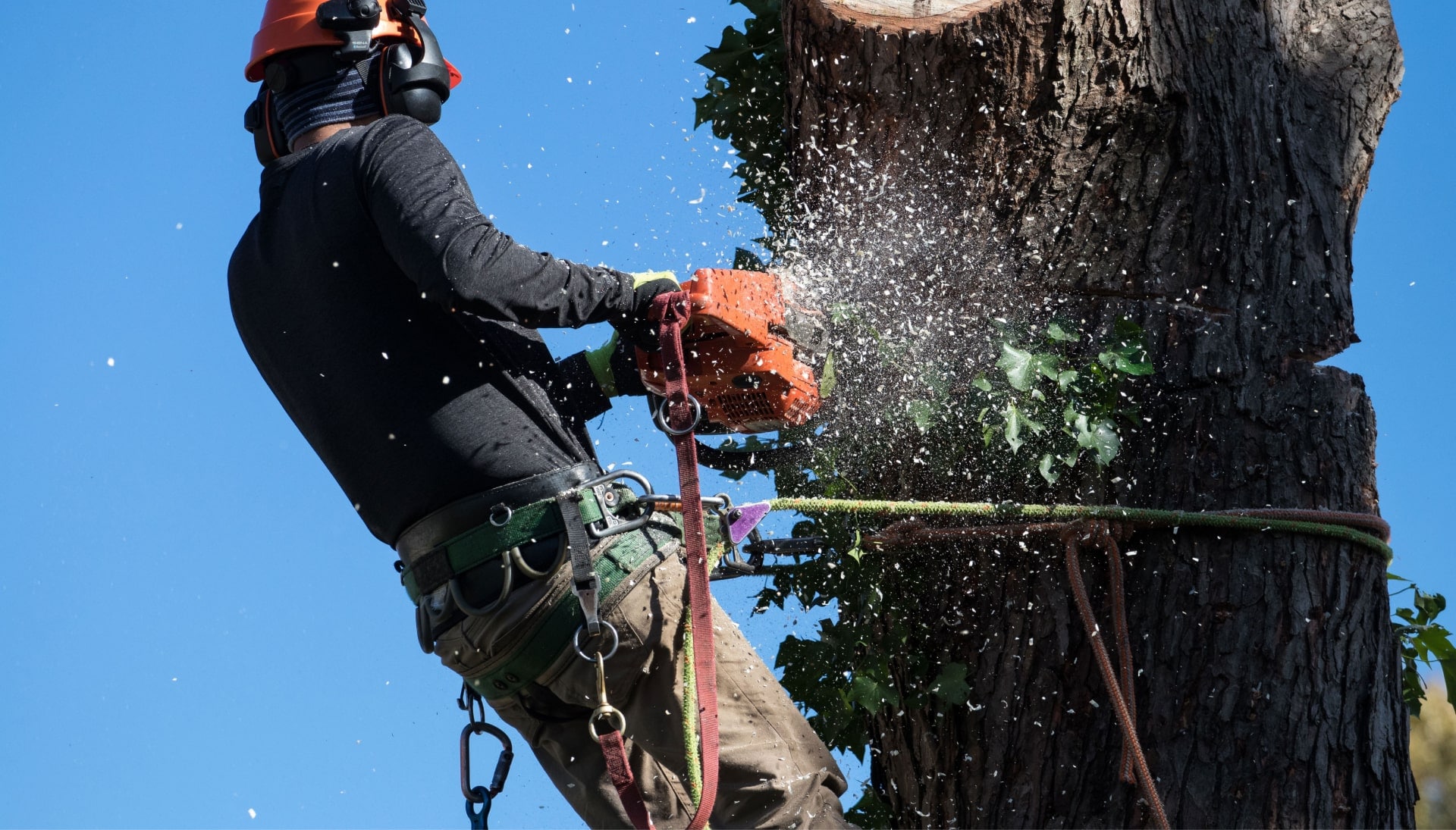 Professional Tree removal solutions in Lubbock